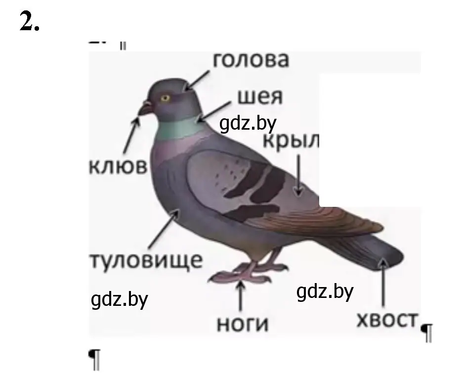 Решение номер 2 (страница 83) гдз по биологии 8 класс Лисов, рабочая тетрадь