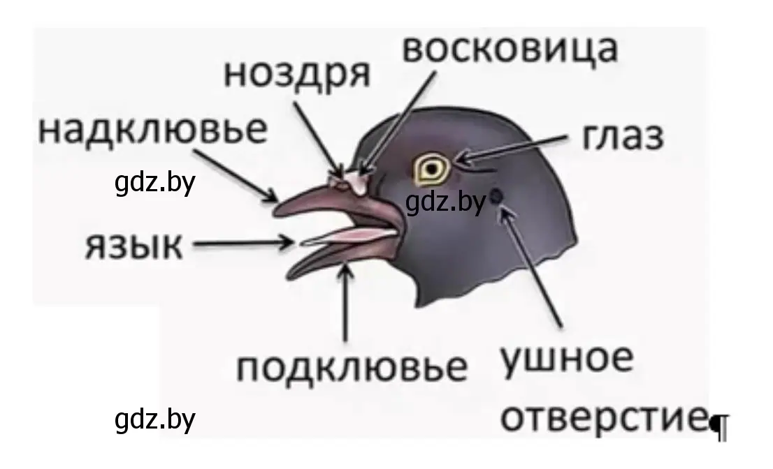 Решение номер 4 (страница 83) гдз по биологии 8 класс Лисов, рабочая тетрадь