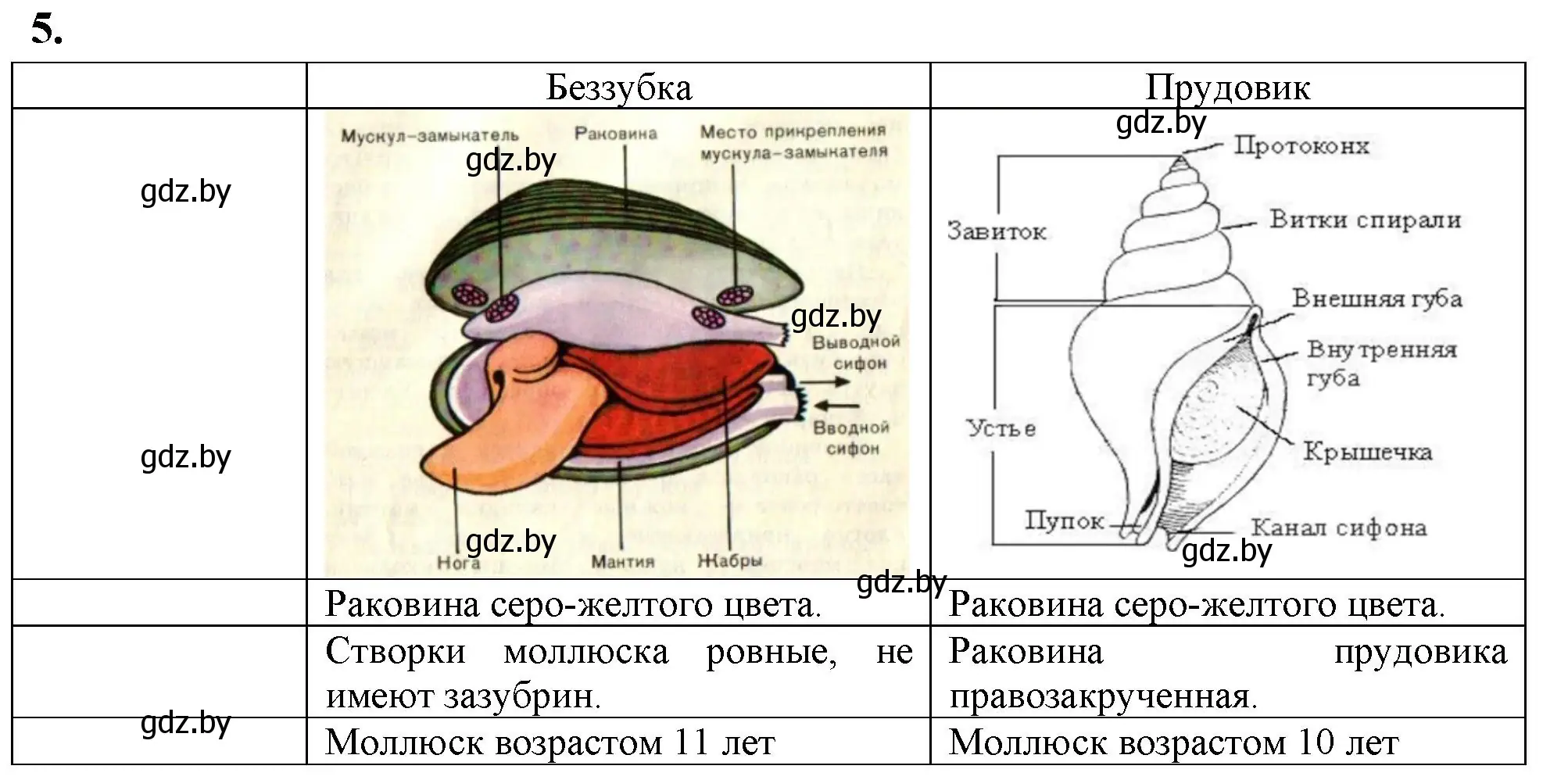 Решение номер 5 (страница 7) гдз по биологии 8 класс Рогожников, тетрадь для экскурсий, лабораторных и практических работ