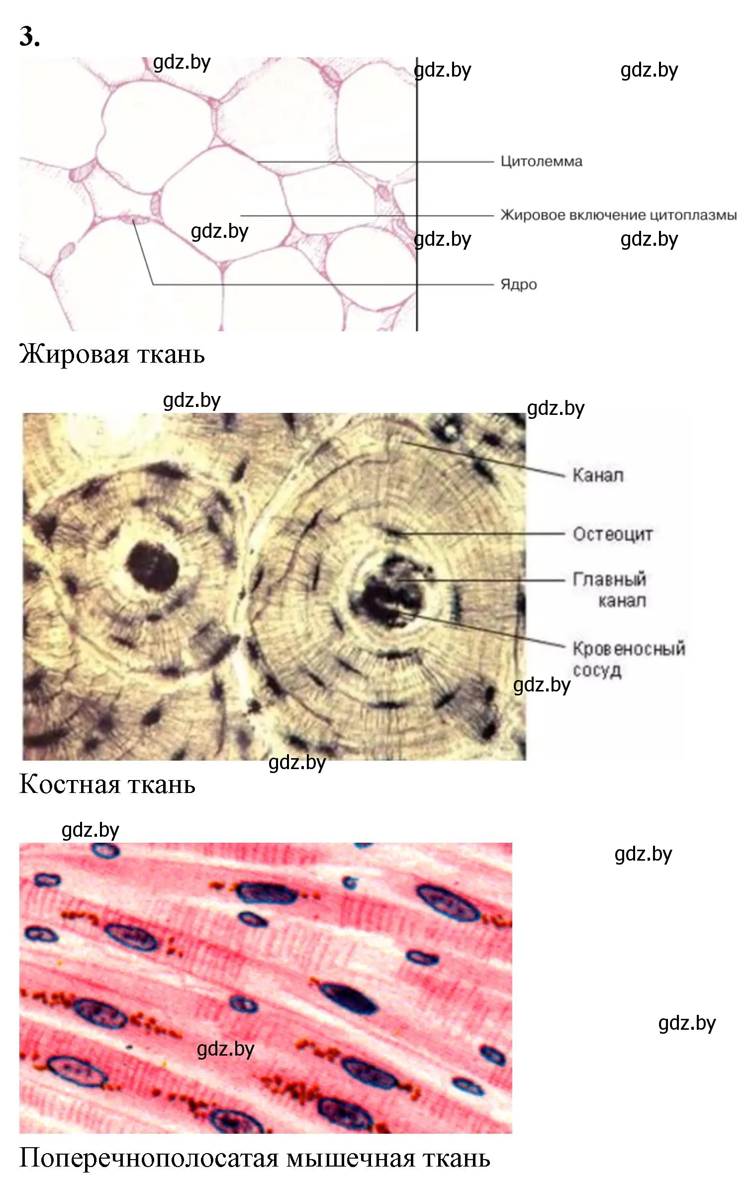 Решение номер 3 (страница 4) гдз по биологии 9 класс Борисов, Антипенко, тетрадь для лабораторных и практических работ