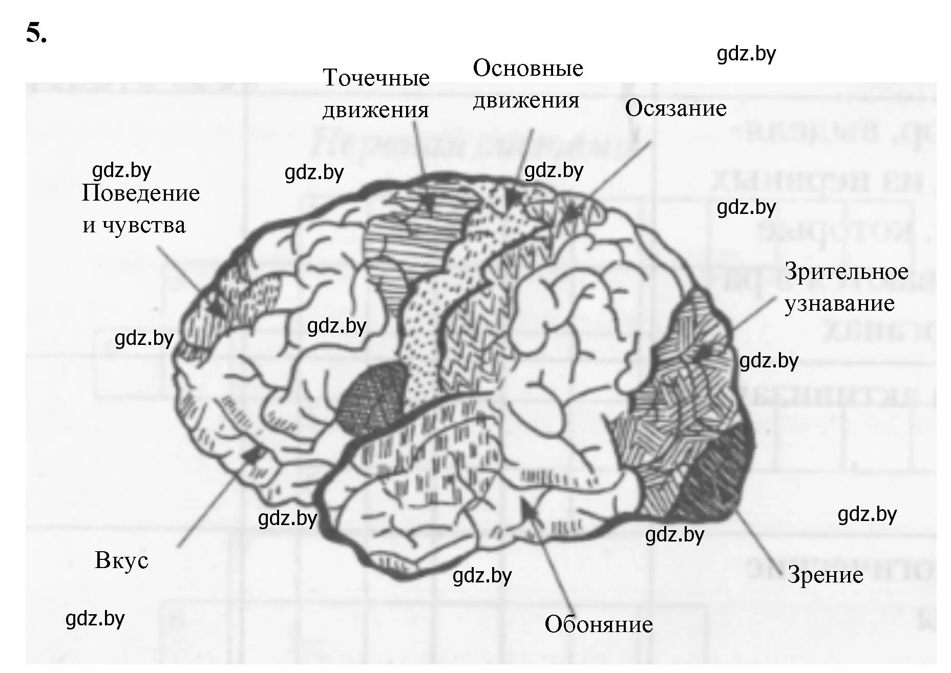 Решение номер 5 (страница 21) гдз по биологии 9 класс Борисов, Антипенко, рабочая тетрадь