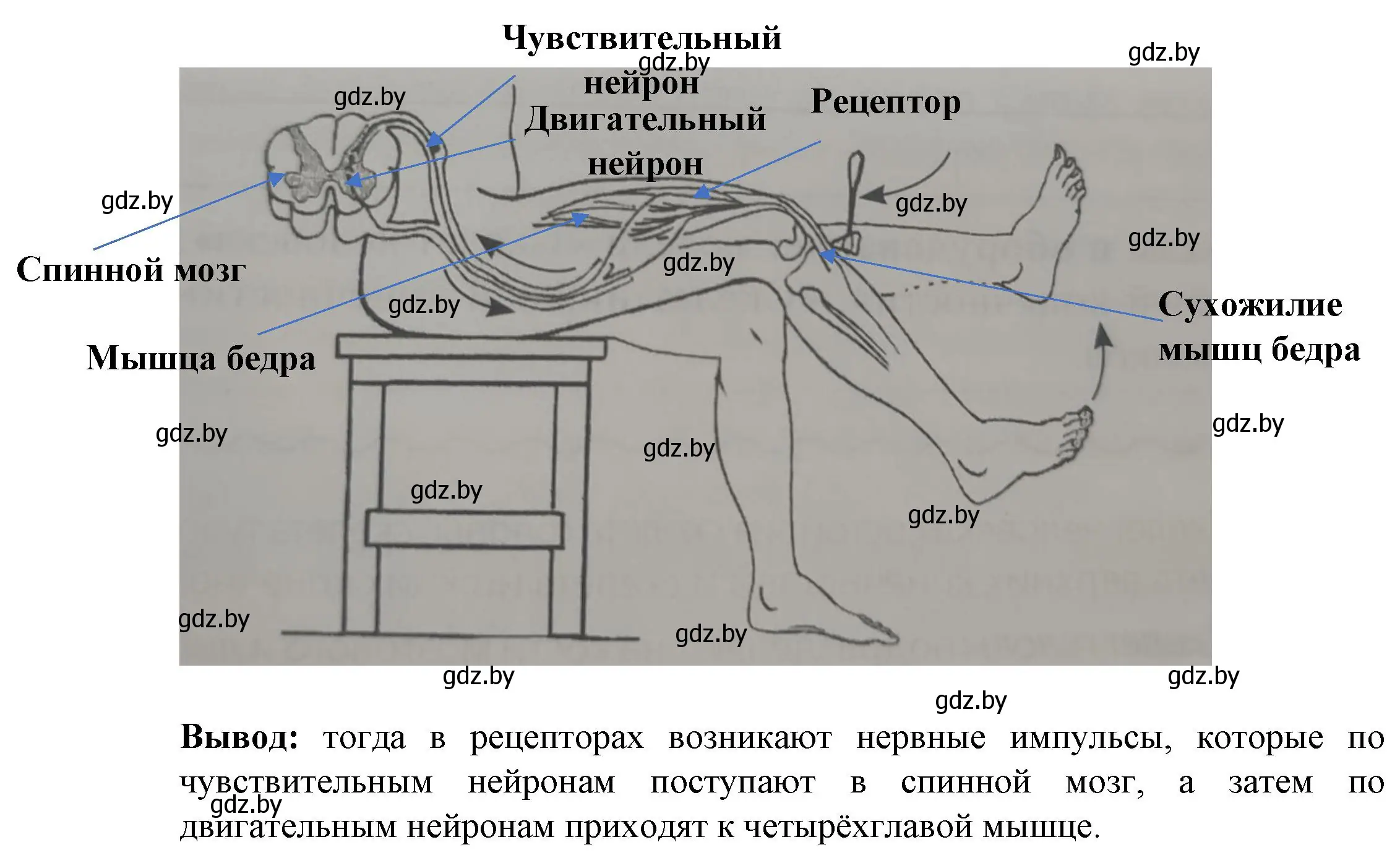 Решение номер 6 (страница 11) гдз по биологии 9 класс Лисов, тетрадь для лабораторных и практических работ