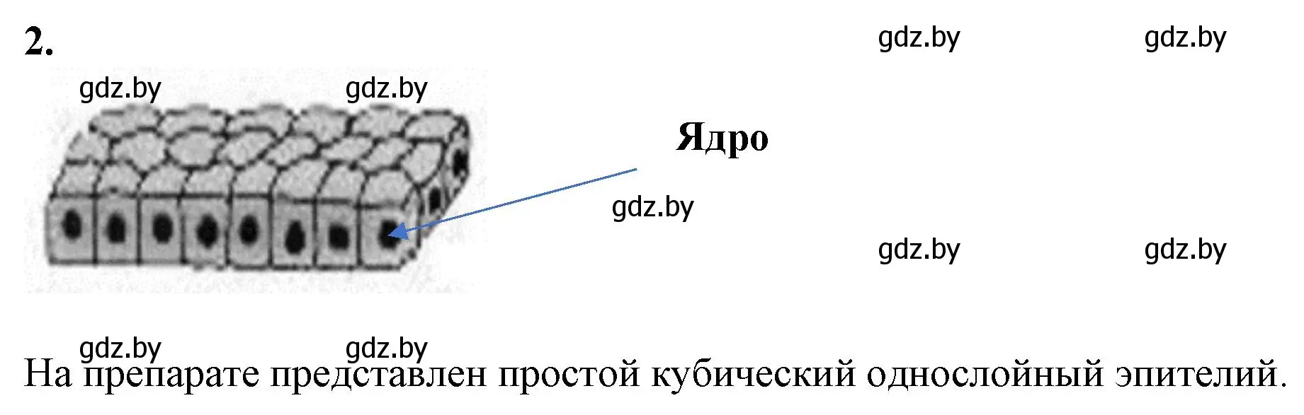 Решение номер 2 (страница 6) гдз по биологии 9 класс Лисов, тетрадь для лабораторных и практических работ