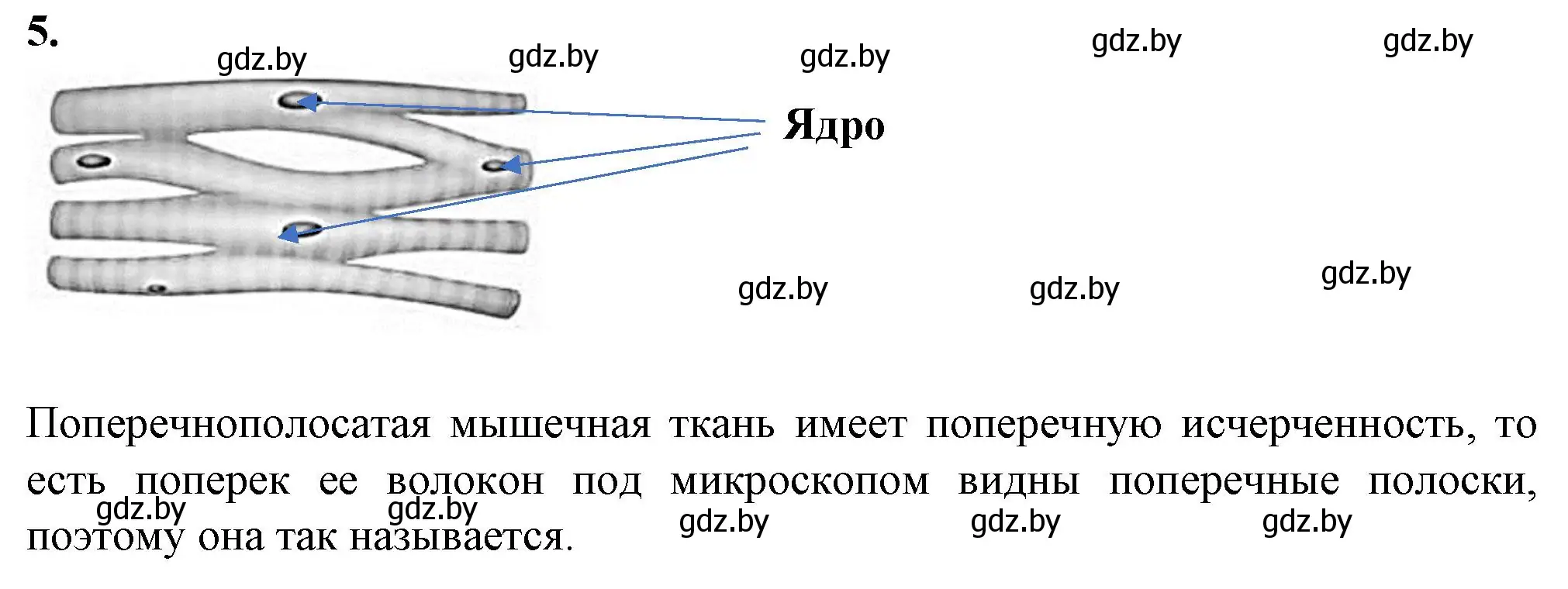Решение номер 5 (страница 7) гдз по биологии 9 класс Лисов, тетрадь для лабораторных и практических работ