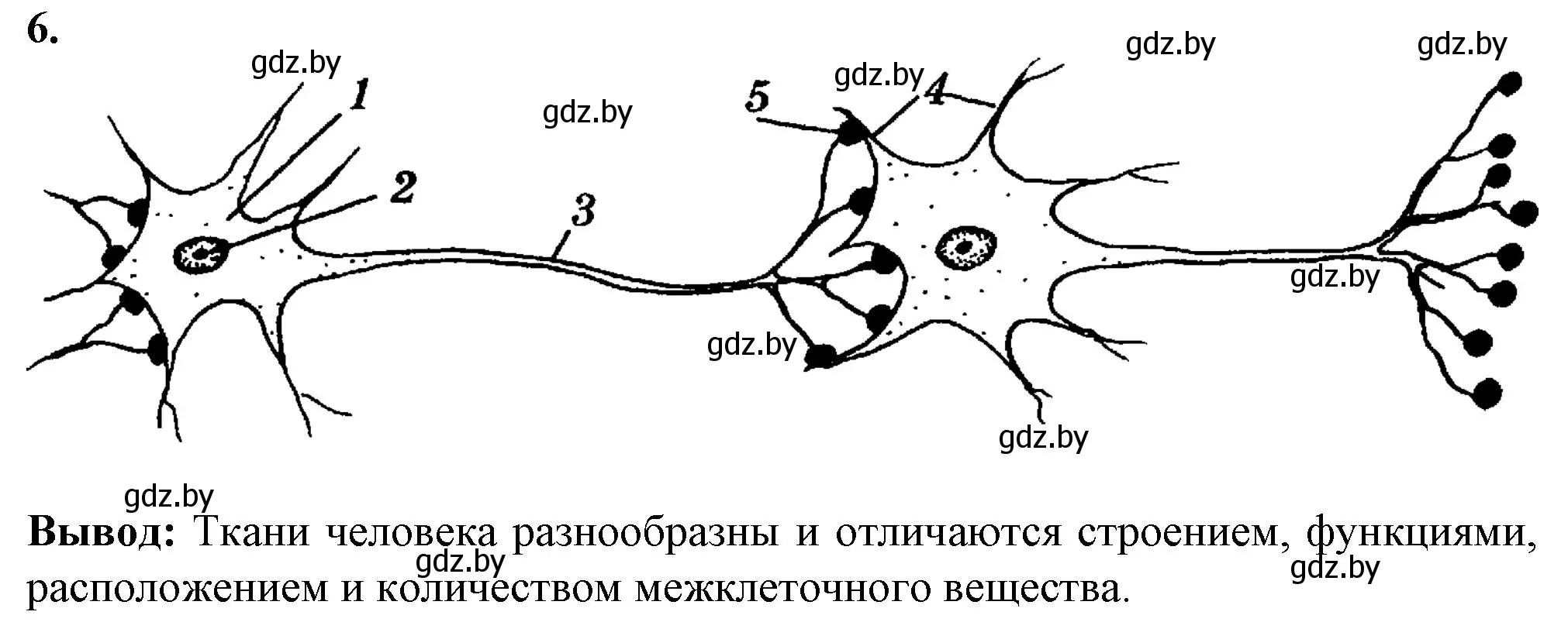 Решение номер 6 (страница 9) гдз по биологии 9 класс Лисов, тетрадь для лабораторных и практических работ