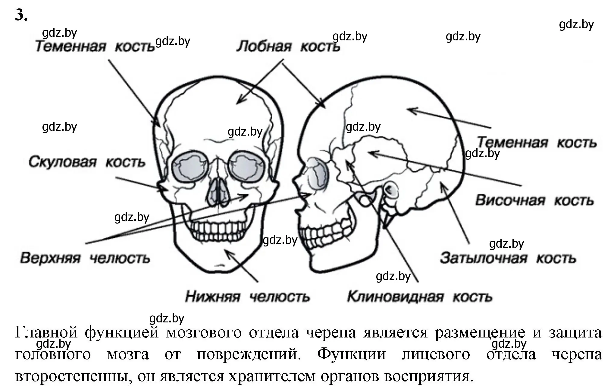 Решение номер 3 (страница 15) гдз по биологии 9 класс Лисов, тетрадь для лабораторных и практических работ