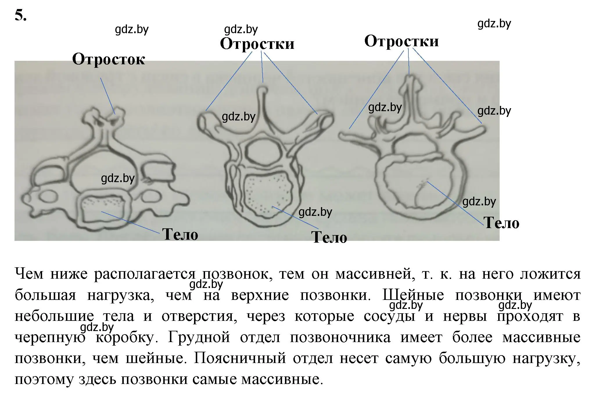 Решение номер 5 (страница 16) гдз по биологии 9 класс Лисов, тетрадь для лабораторных и практических работ