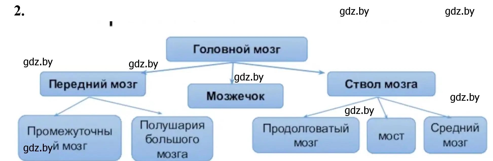 Решение номер 2 (страница 21) гдз по биологии 9 класс Лисов, рабочая тетрадь