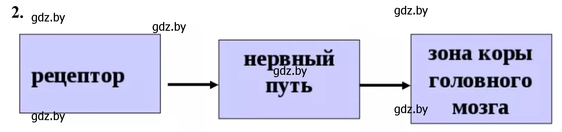 Решение номер 2 (страница 26) гдз по биологии 9 класс Лисов, рабочая тетрадь