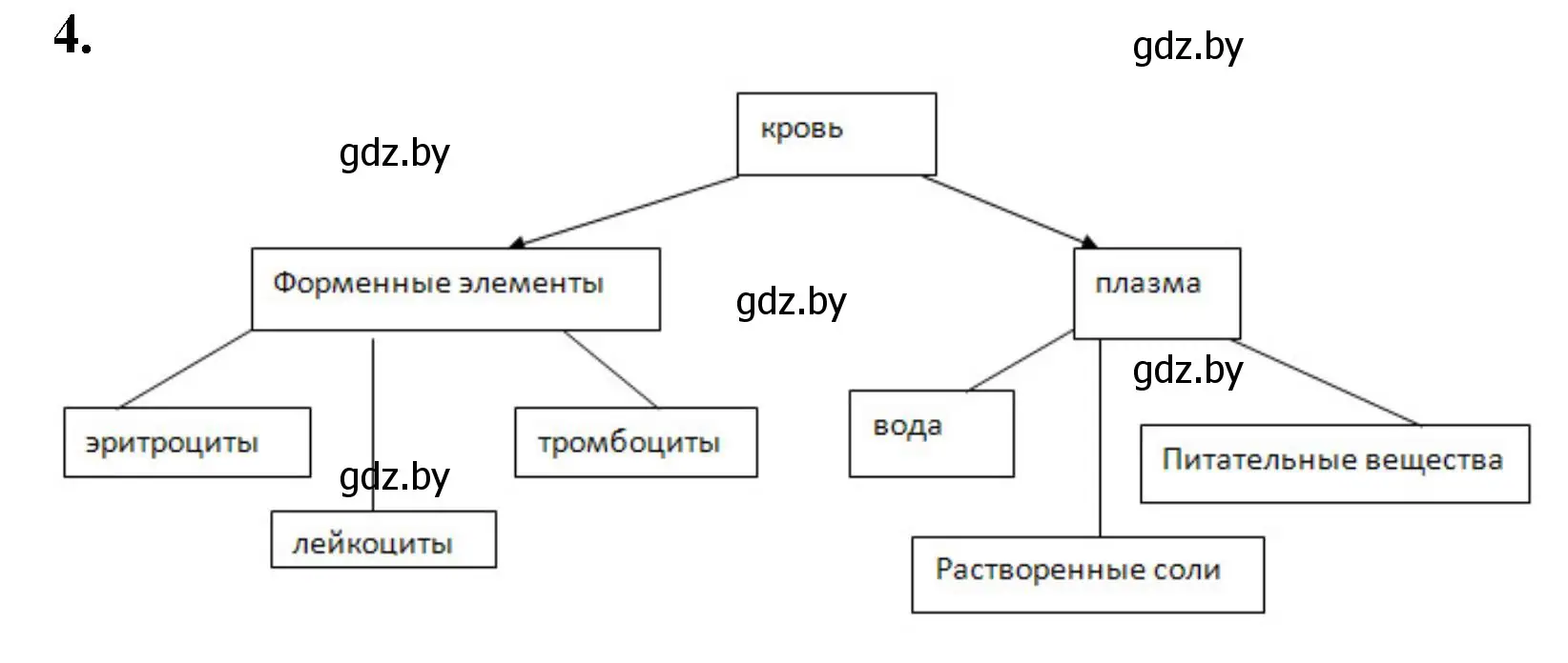 Решение номер 4 (страница 56) гдз по биологии 9 класс Лисов, рабочая тетрадь