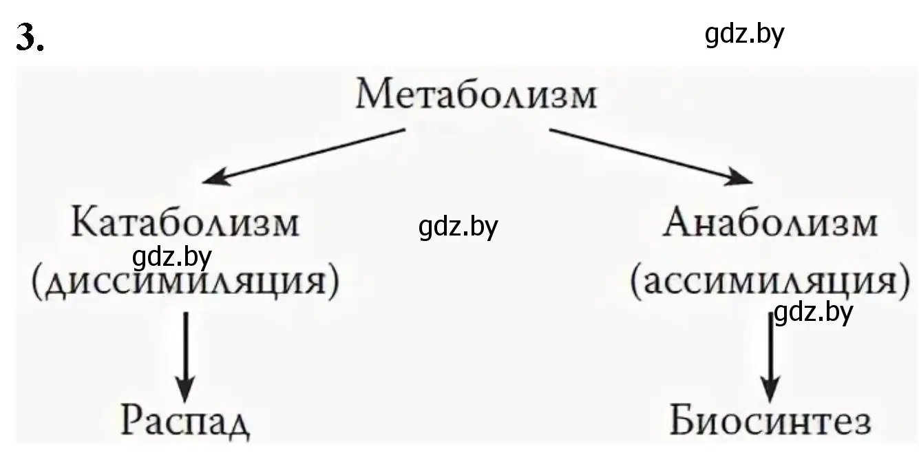 Решение номер 3 (страница 100) гдз по биологии 9 класс Лисов, рабочая тетрадь