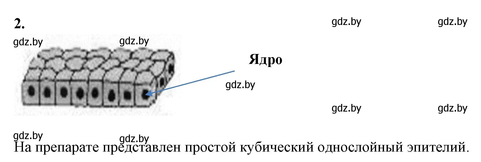 Решение номер 2 (страница 8) гдз по биологии 9 класс Лисов, рабочая тетрадь