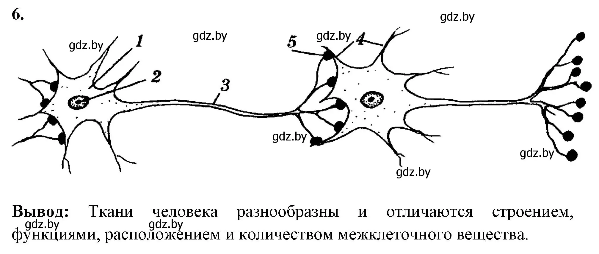 Решение номер 6 (страница 10) гдз по биологии 9 класс Лисов, рабочая тетрадь