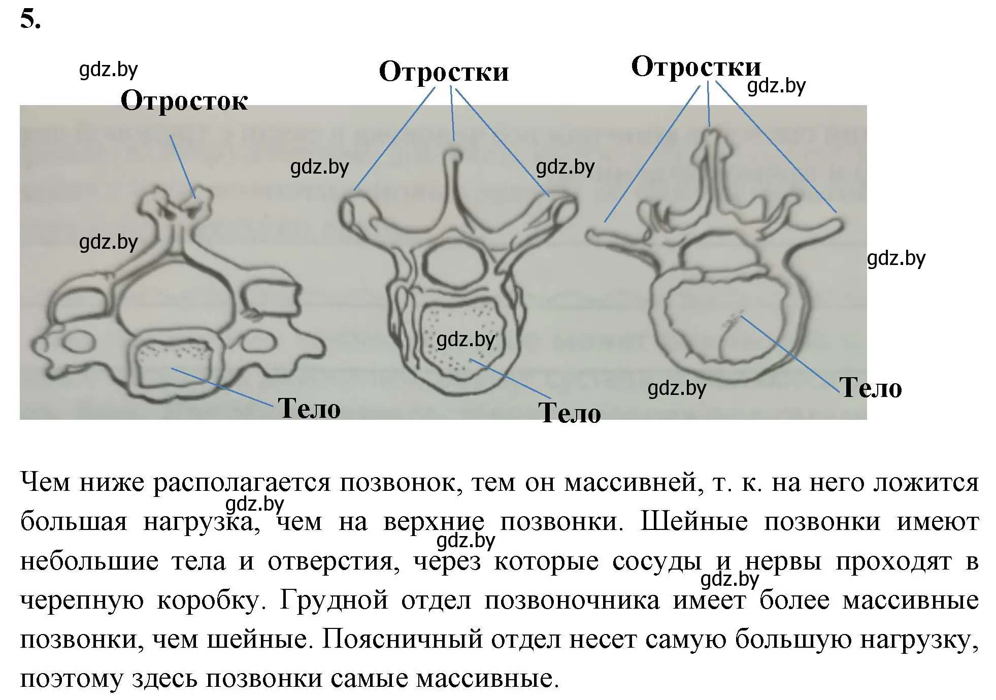 Решение номер 5 (страница 45) гдз по биологии 9 класс Лисов, рабочая тетрадь