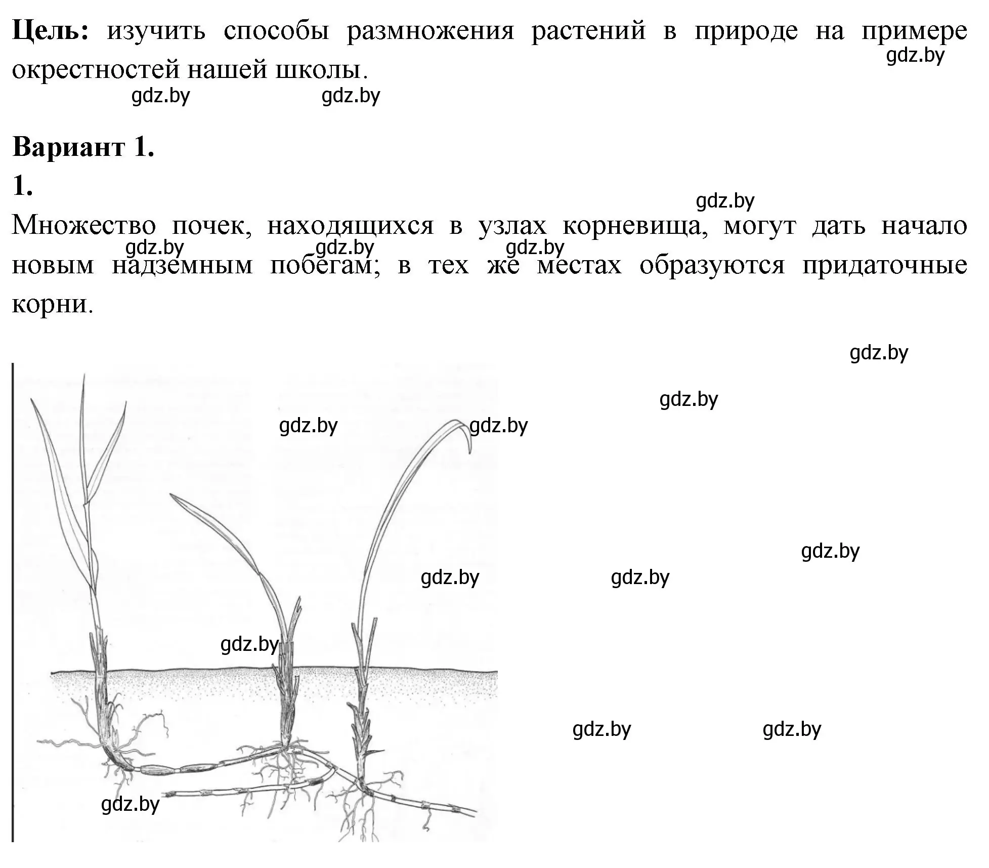 Решение номер 1 (страница 62) гдз по биологии 10 класс Хруцкая, тетрадь для лабораторных и практических работ