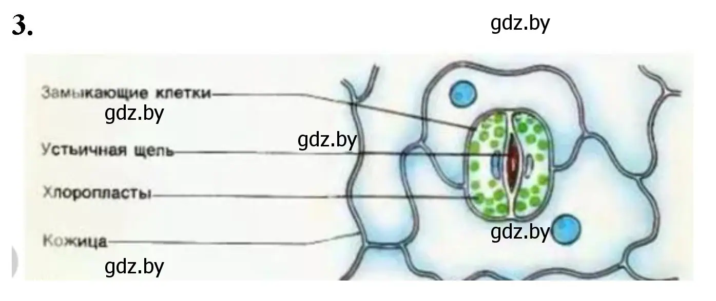 Решение номер 3 (страница 6) гдз по биологии 10 класс Хруцкая, тетрадь для лабораторных и практических работ