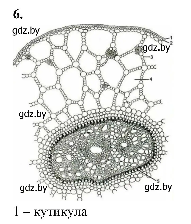 Решение номер 6 (страница 23) гдз по биологии 10 класс Хруцкая, тетрадь для лабораторных и практических работ