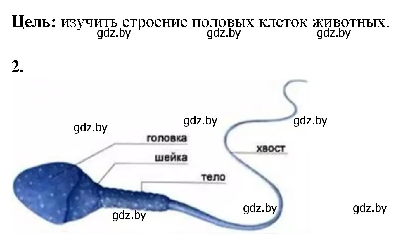 Решение номер 2 (страница 59) гдз по биологии 10 класс Хруцкая, тетрадь для лабораторных и практических работ