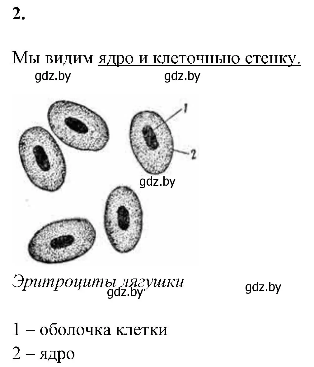 номер 2 страница 9 гдз по биологии 11 класс Дашков, Головач, тетрадь для  лабораторных и практических работ 2022