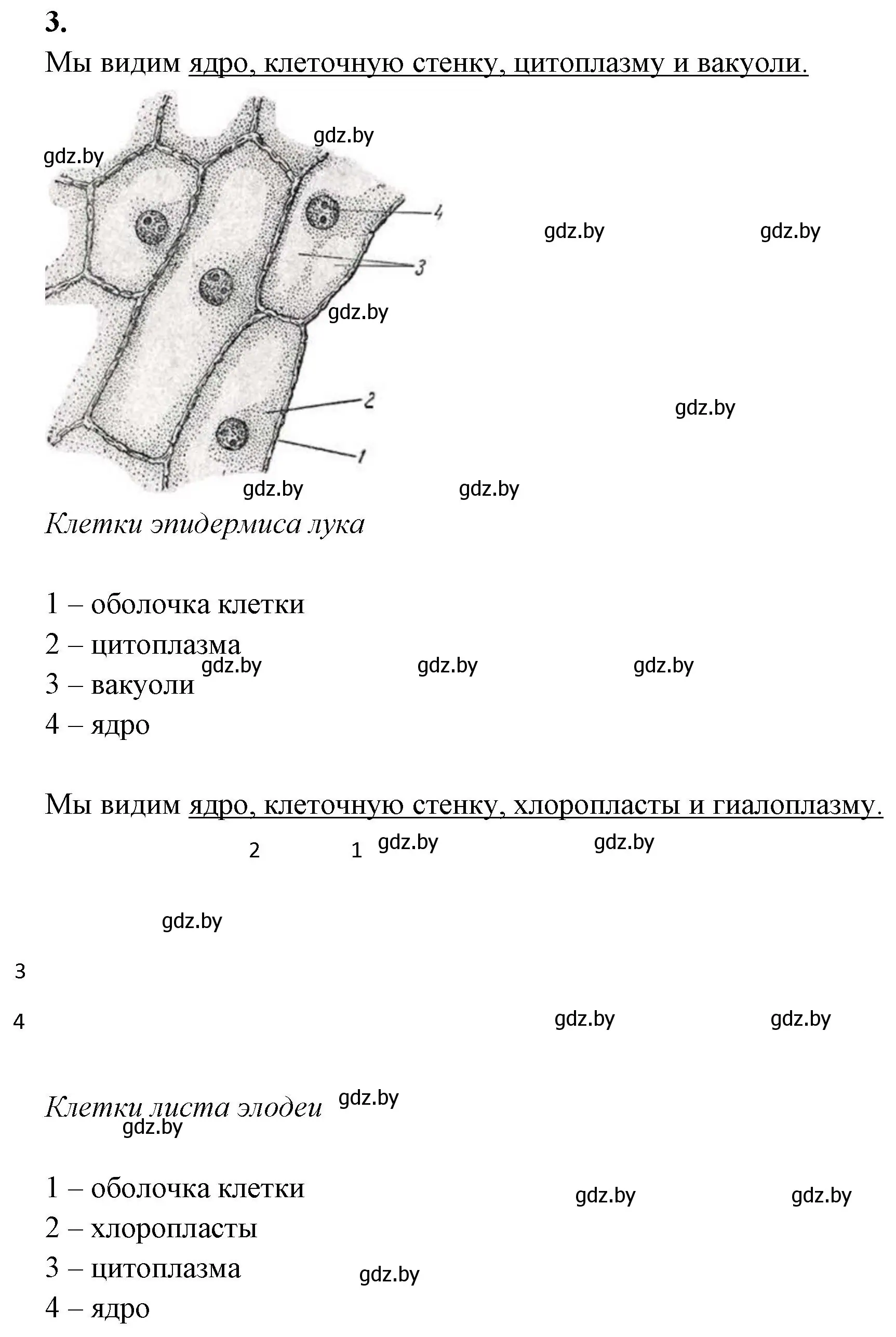 Решение номер 3 (страница 10) гдз по биологии 11 класс Дашков, Головач, тетрадь для лабораторных и практических работ