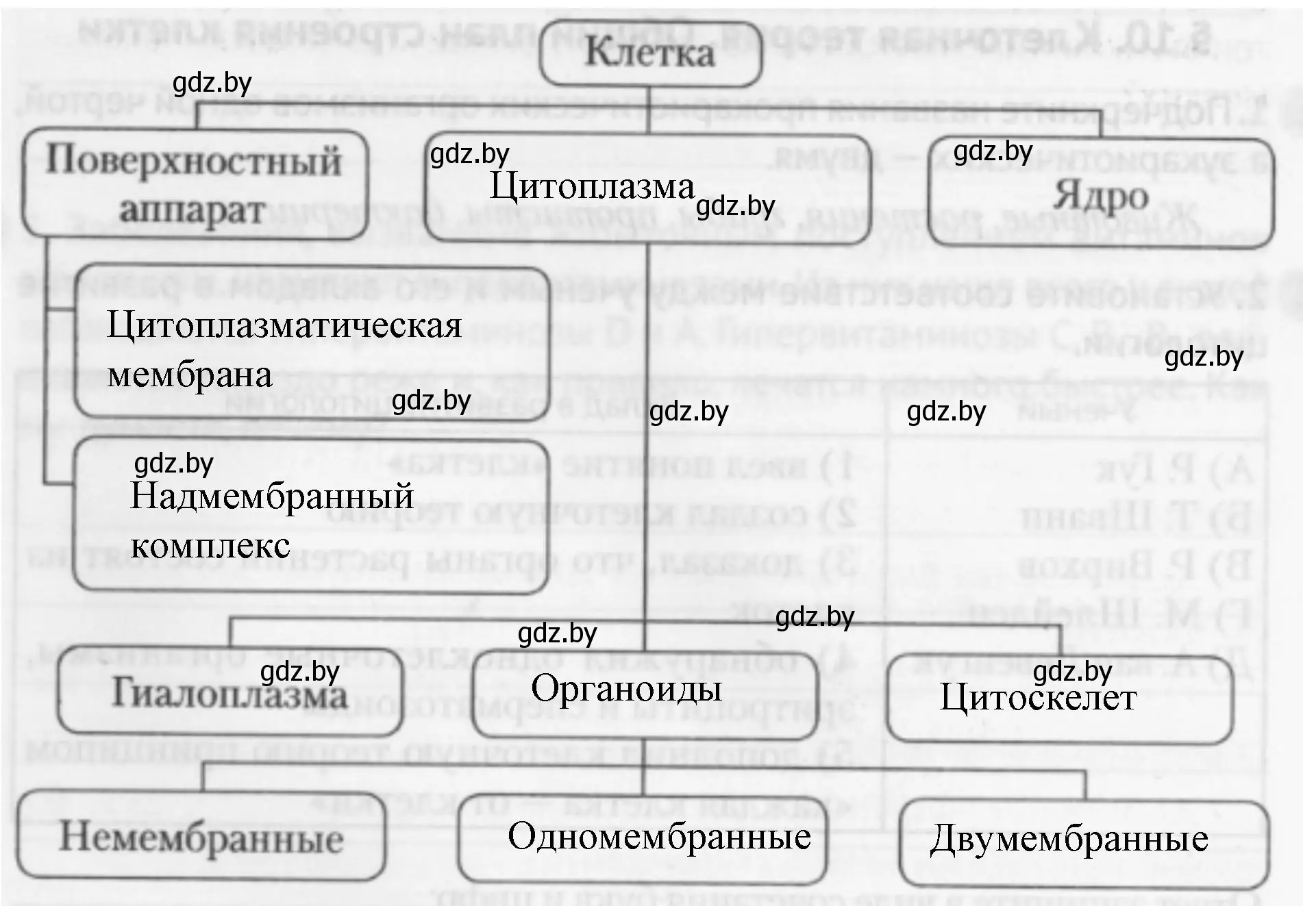 Решение номер 4 (страница 24) гдз по биологии 11 класс Дашков, Головач, рабочая тетрадь