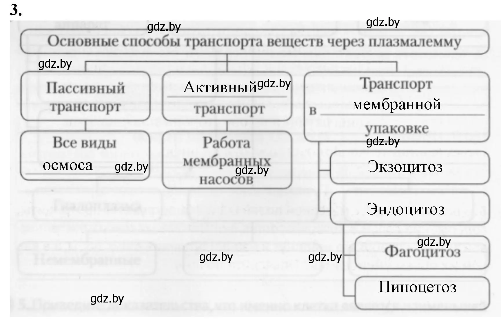 Решение номер 3 (страница 26) гдз по биологии 11 класс Дашков, Головач, рабочая тетрадь