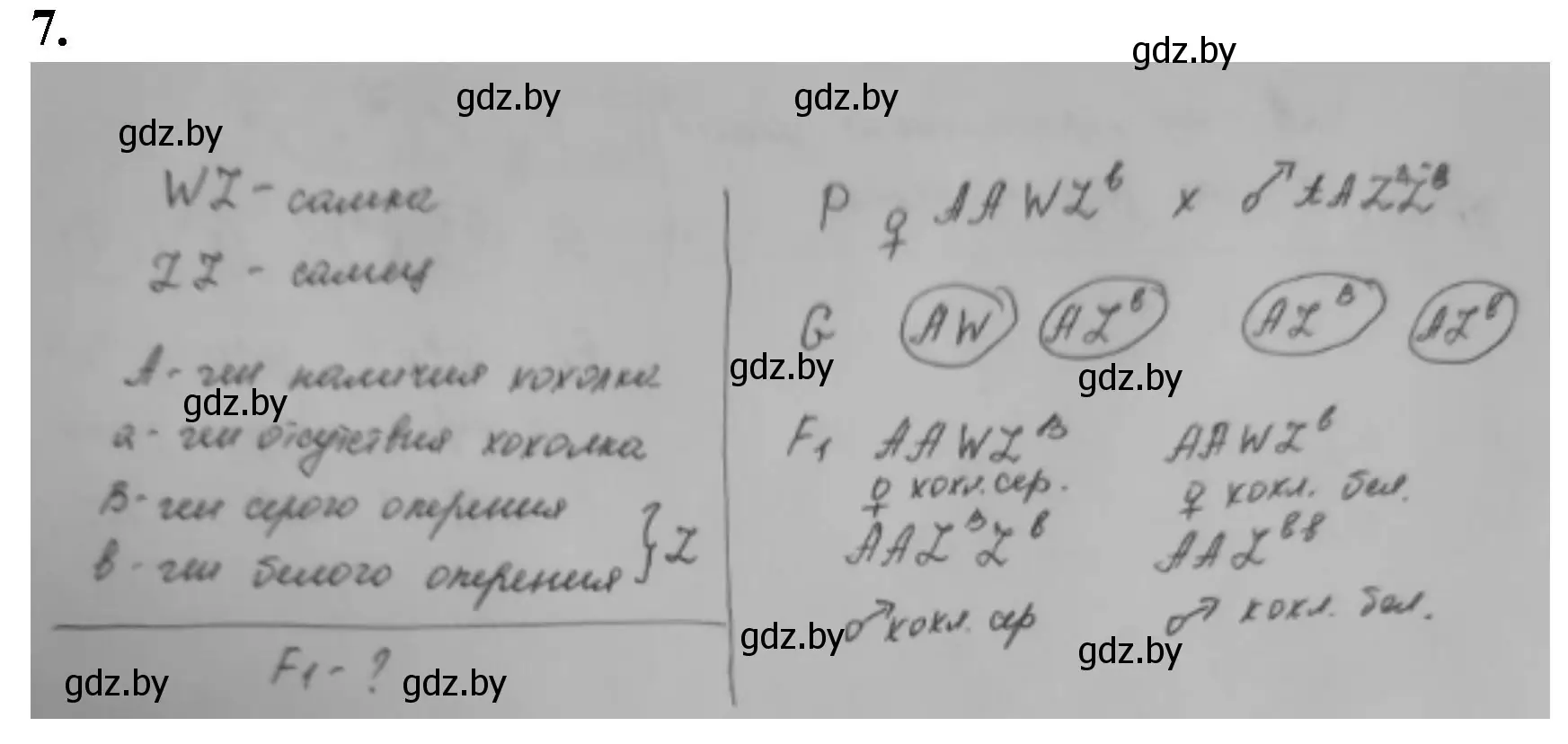 Решение номер 7 (страница 84) гдз по биологии 11 класс Дашков, Головач, рабочая тетрадь