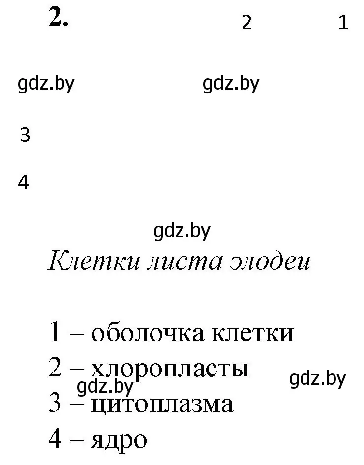 Решение номер 2 (страница 11) гдз по биологии 11 класс Хруцкая, тетрадь для практических работ