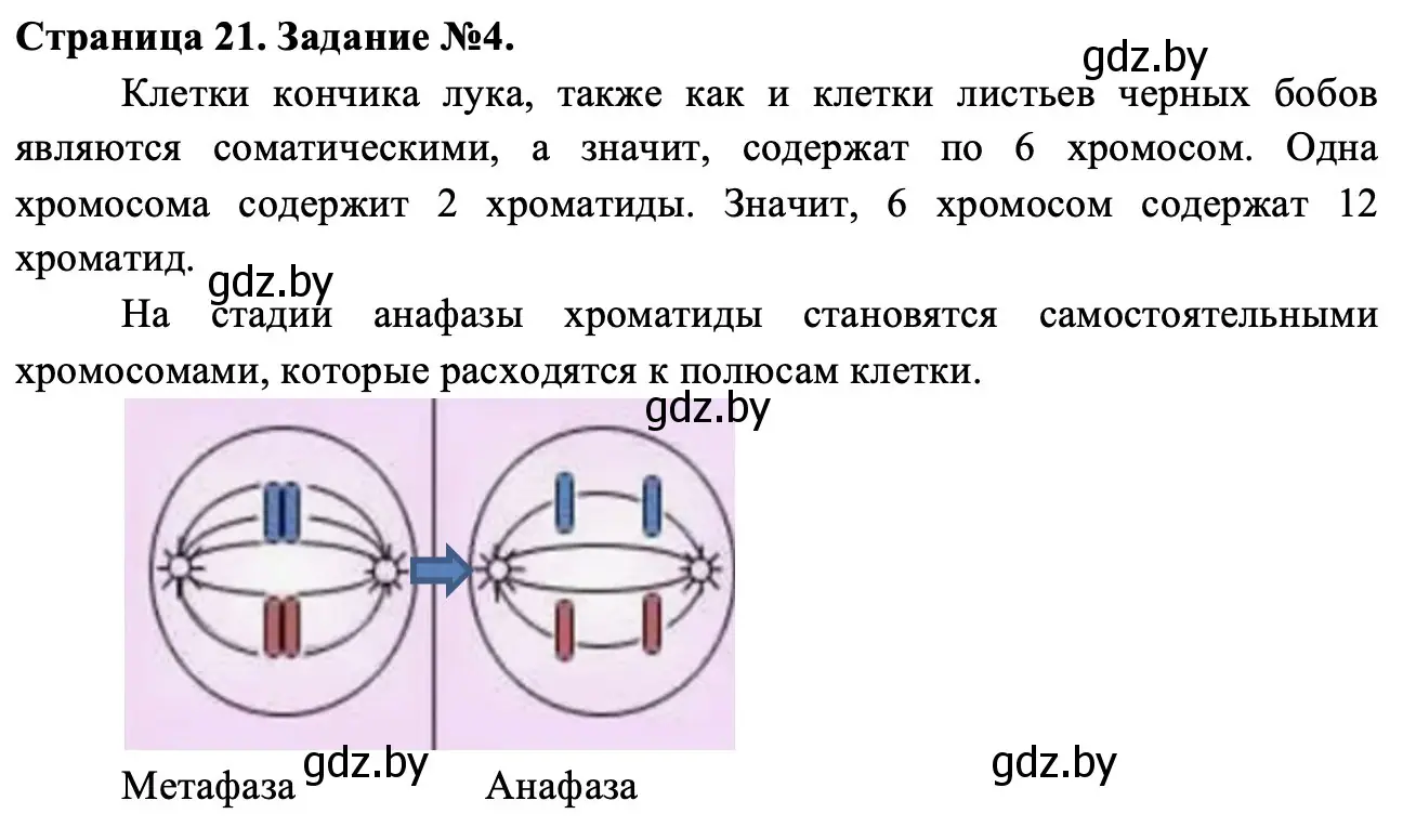 Решение номер 4 (страница 21) гдз по биологии 11 класс Хруцкая, тетрадь для практических работ