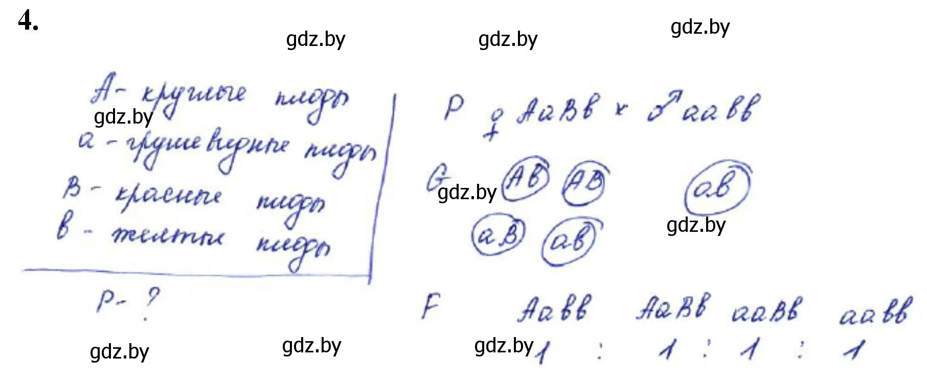 Решение номер 4 (страница 33) гдз по биологии 11 класс Хруцкая, тетрадь для практических работ