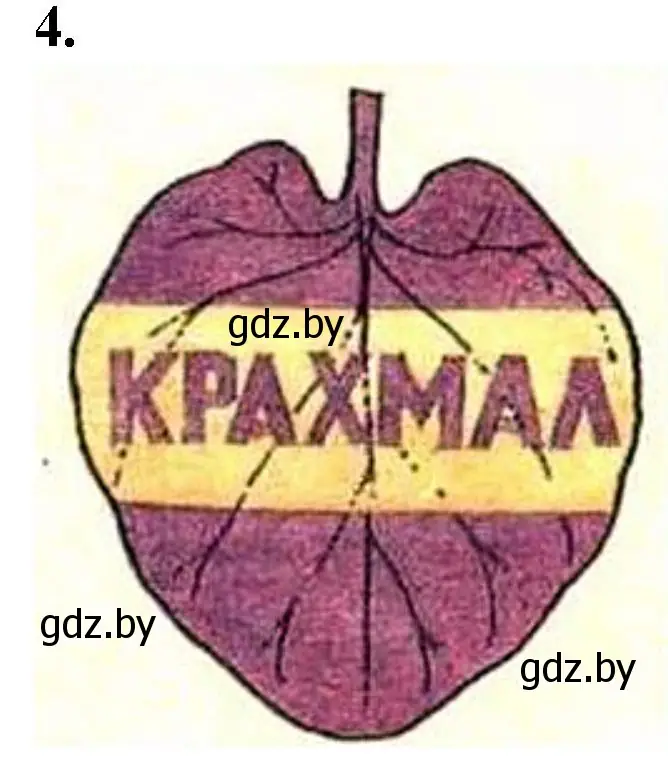 Решение номер 4 (страница 45) гдз по биологии 11 класс Хруцкая, тетрадь для лабораторных и практических работ