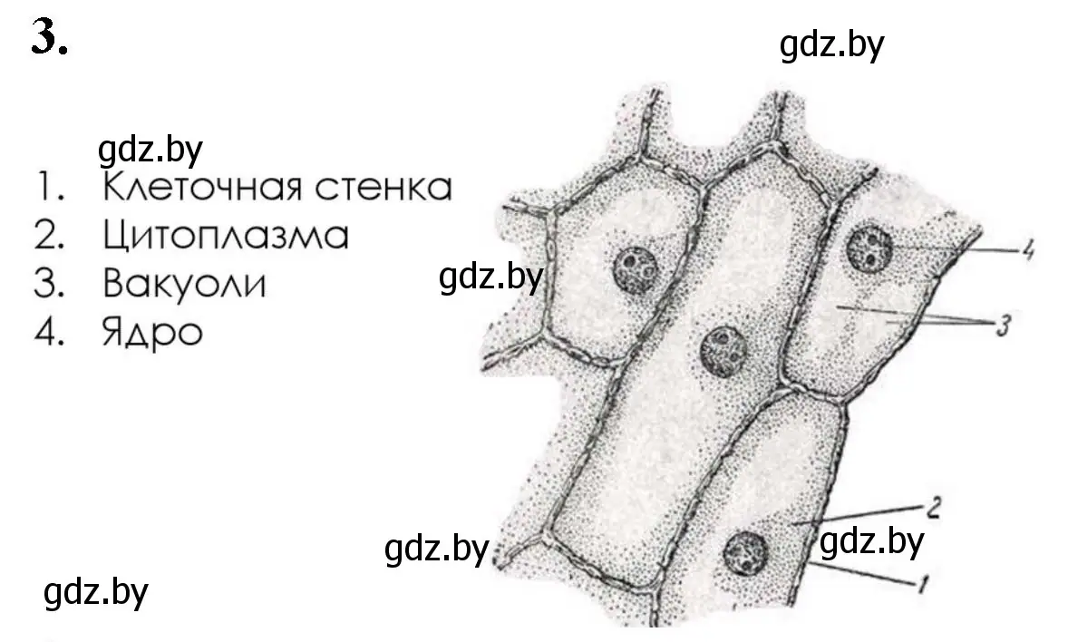 Решение номер 3 (страница 21) гдз по биологии 11 класс Хруцкая, тетрадь для лабораторных и практических работ