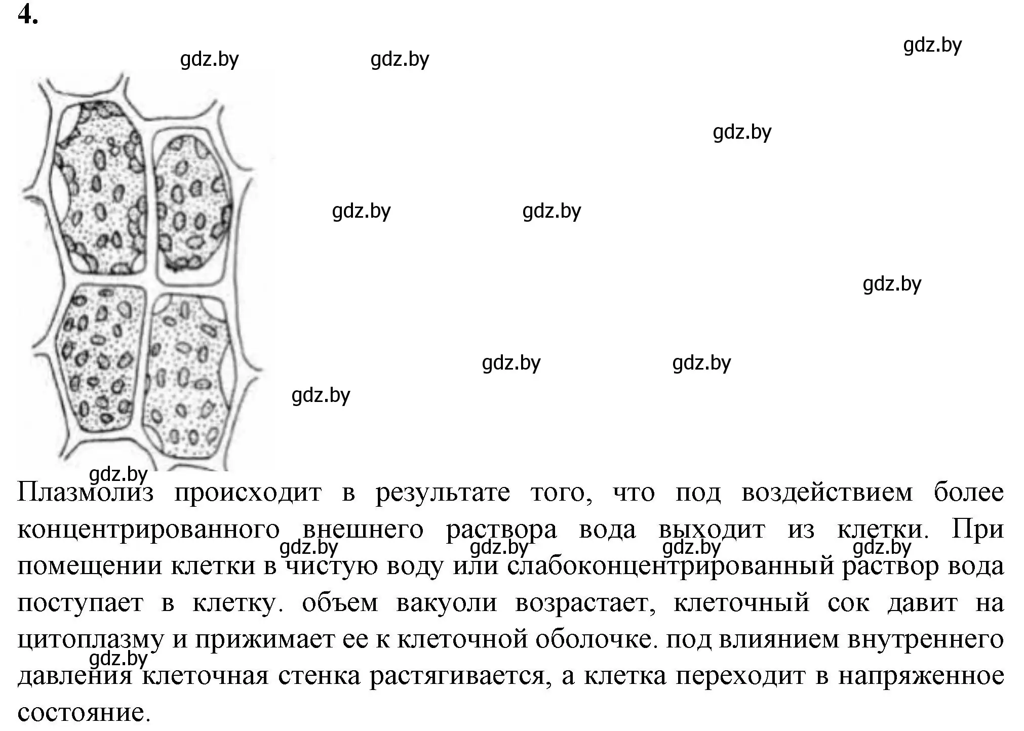 Решение номер 4 (страница 21) гдз по биологии 11 класс Хруцкая, тетрадь для лабораторных и практических работ