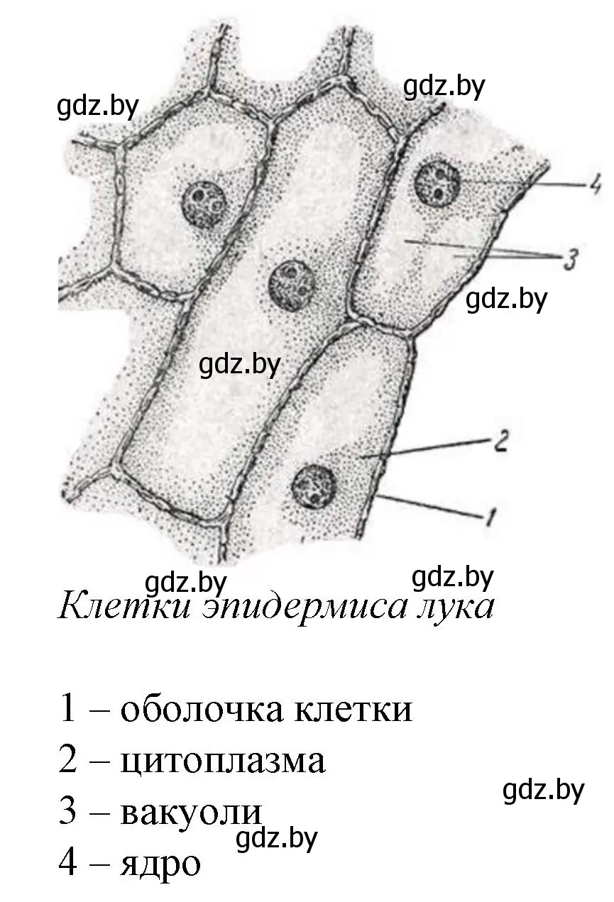 Решение номер 1 (страница 24) гдз по биологии 11 класс Хруцкая, тетрадь для лабораторных и практических работ