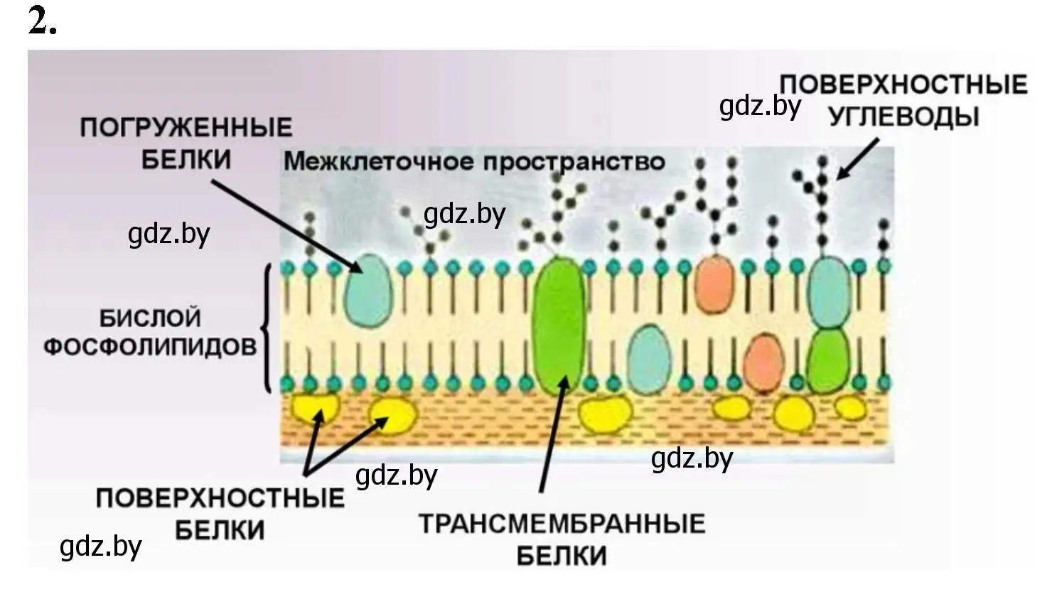 Решение номер 2 (страница 21) гдз по биологии 11 класс Хруцкая, рабочая тетрадь