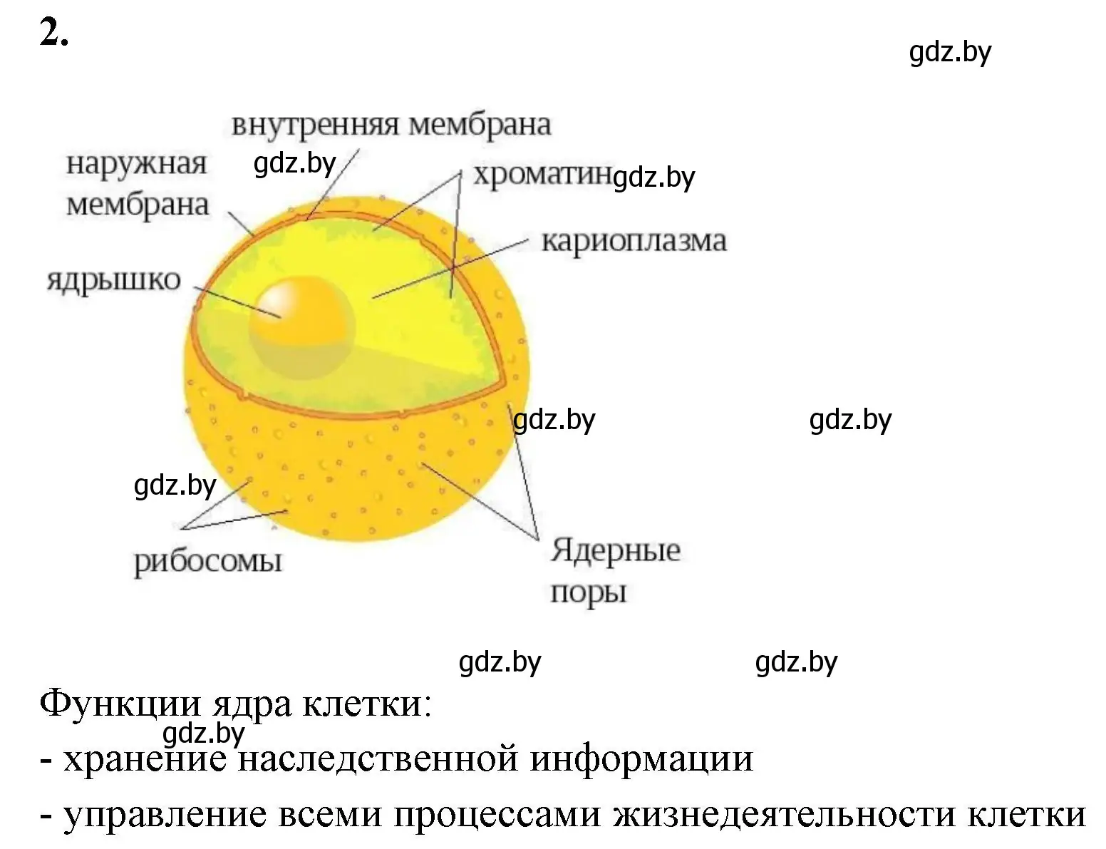 Решение номер 2 (страница 27) гдз по биологии 11 класс Хруцкая, рабочая тетрадь