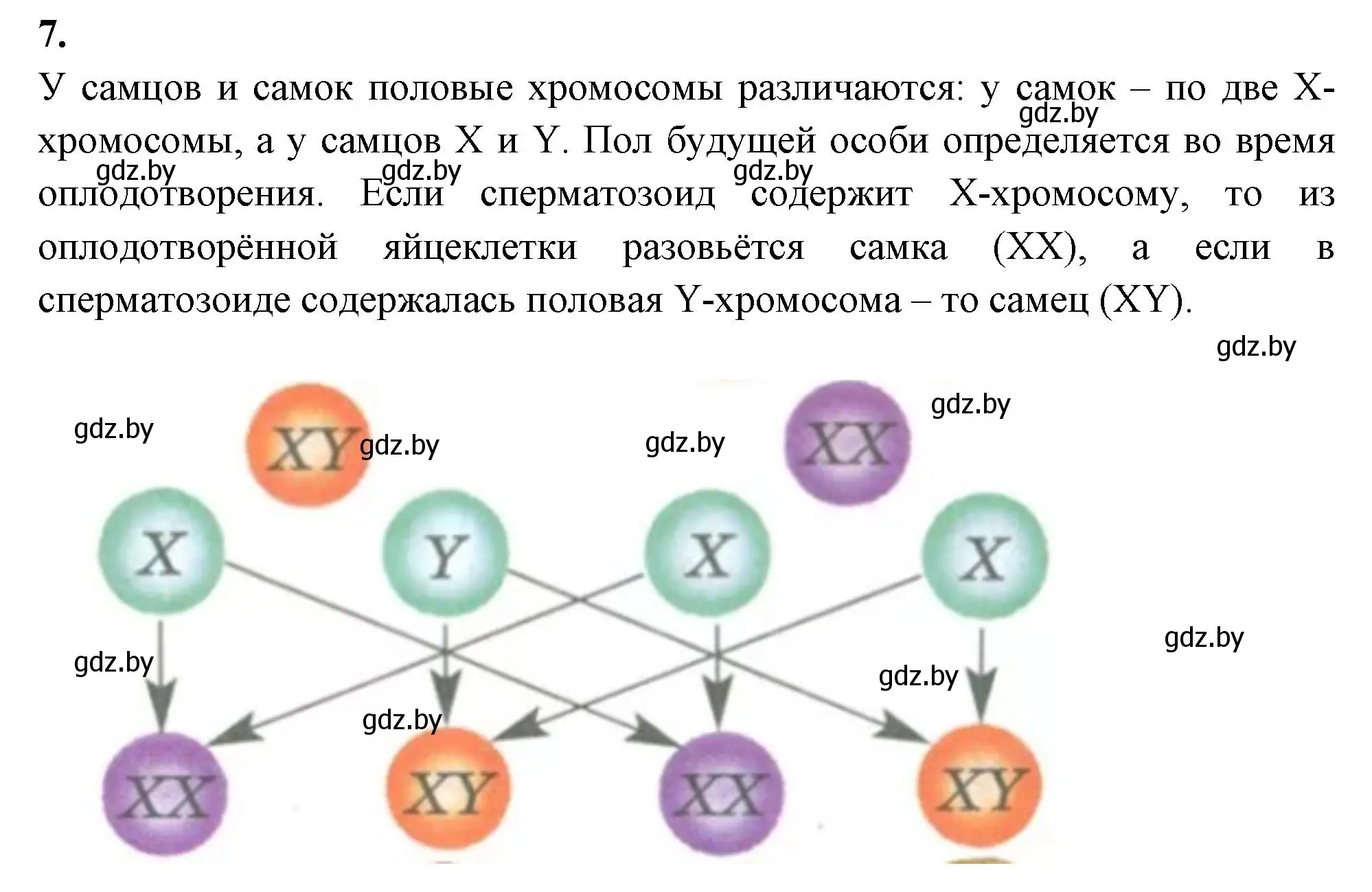 Решение номер 7 (страница 68) гдз по биологии 11 класс Хруцкая, рабочая тетрадь