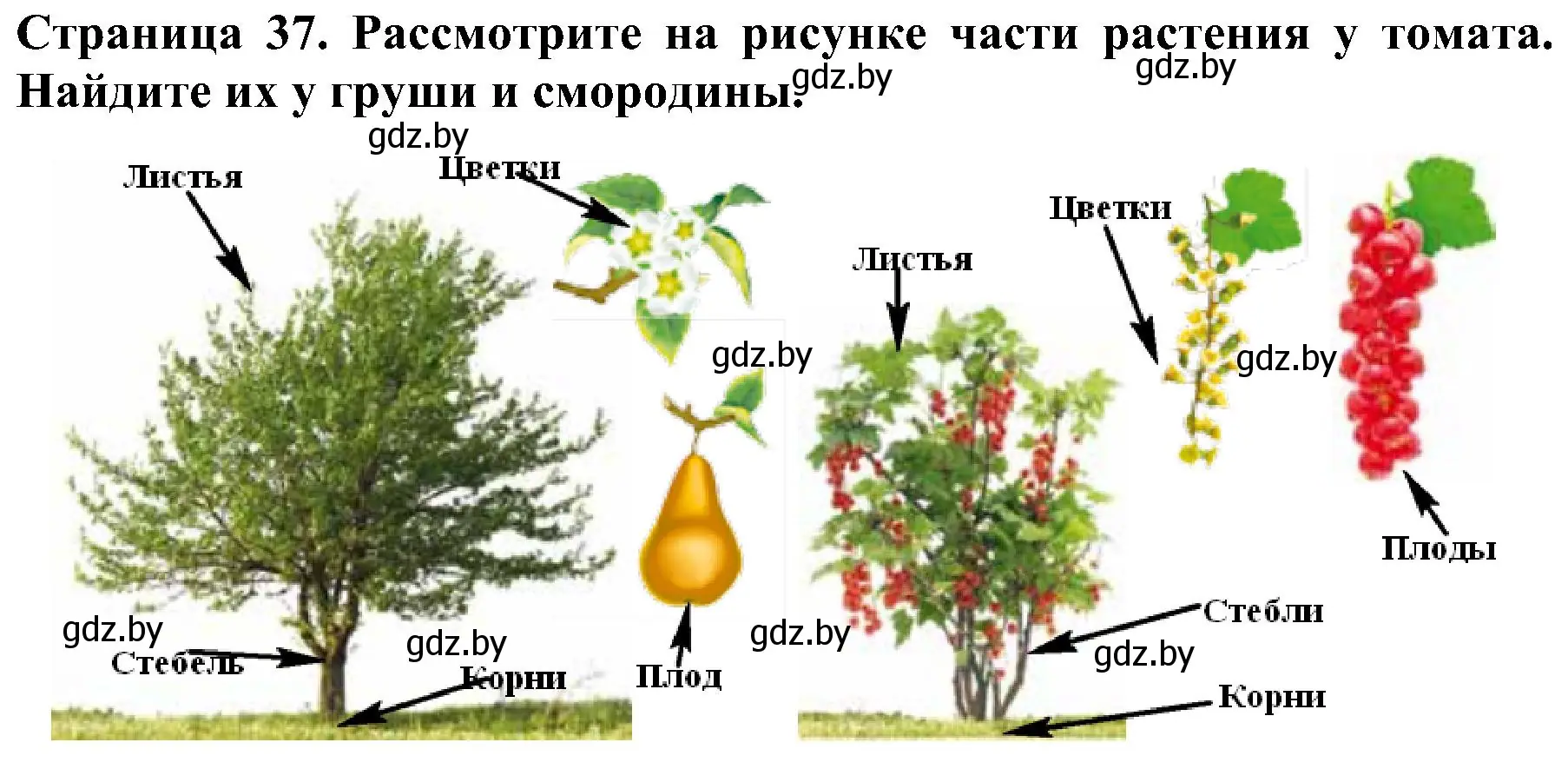 Решение номер 3 (страница 37) гдз по человек и миру 2 класс Трафимова, Трафимов, учебник