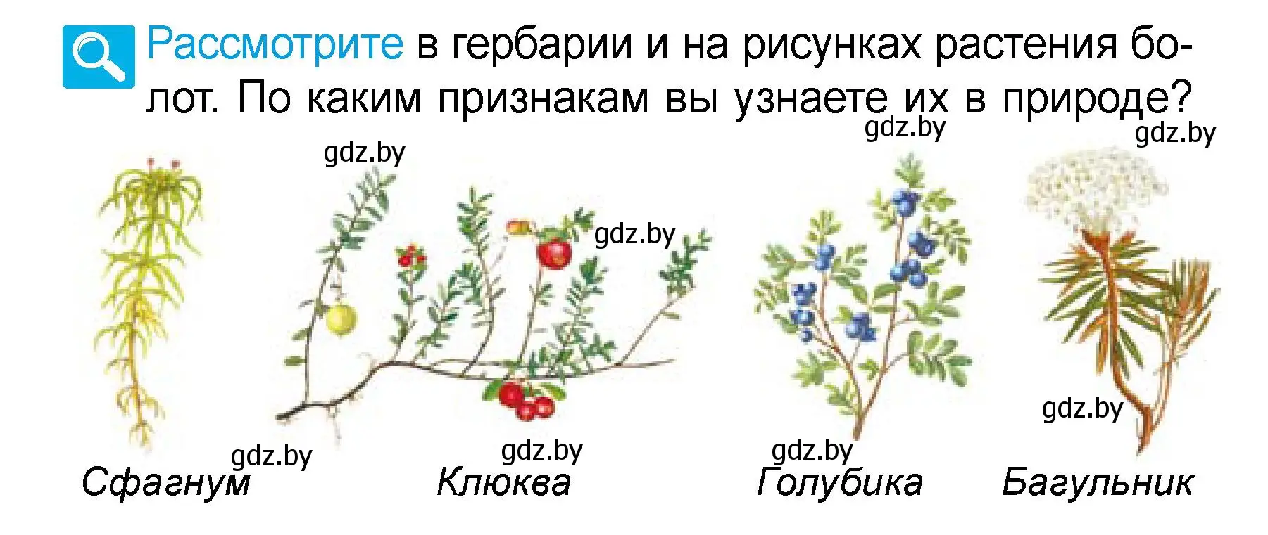 Условие  Рассмотрите (страница 59) гдз по человек и миру 3 класс Трафимова, Трафимов, учебное пособие