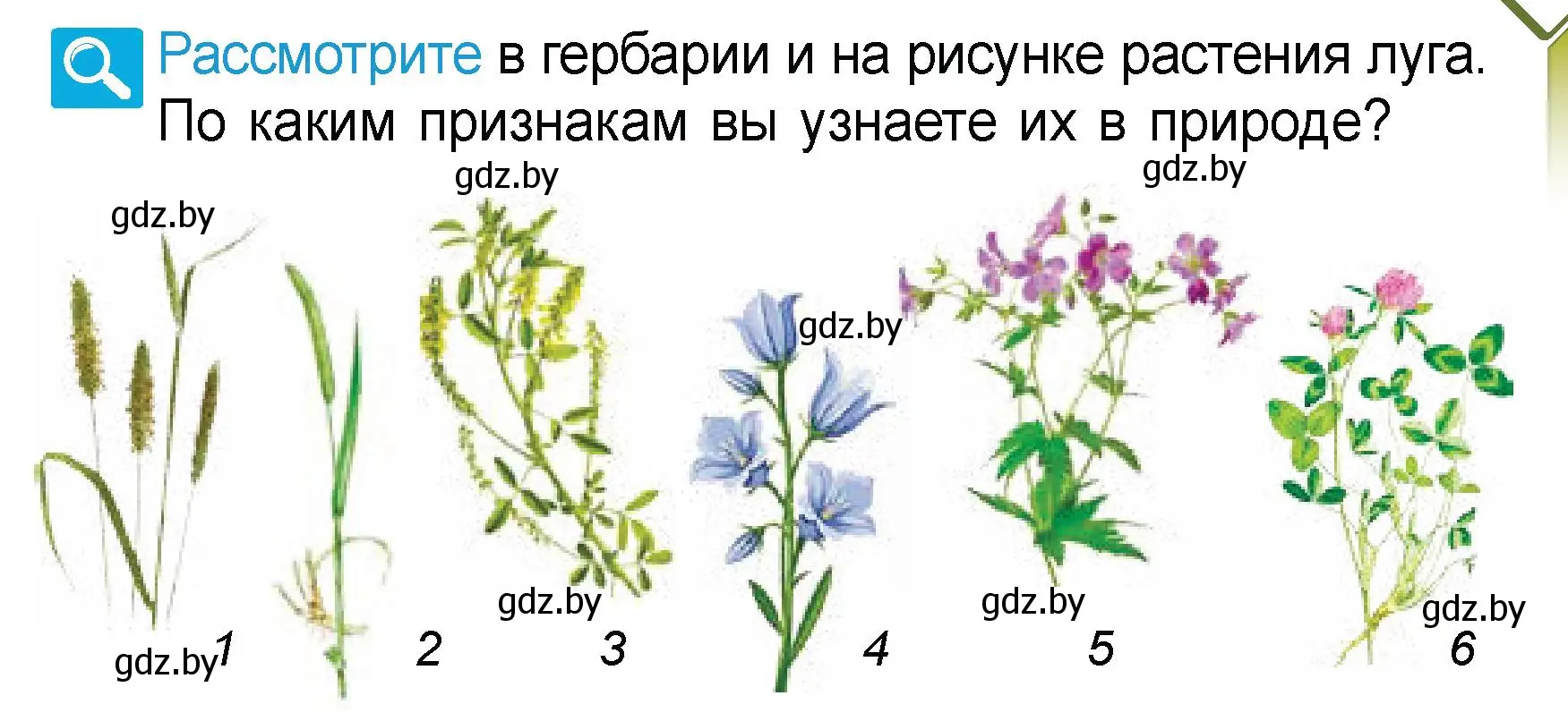 Условие  Рассмотрите (страница 67) гдз по человек и миру 3 класс Трафимова, Трафимов, учебное пособие