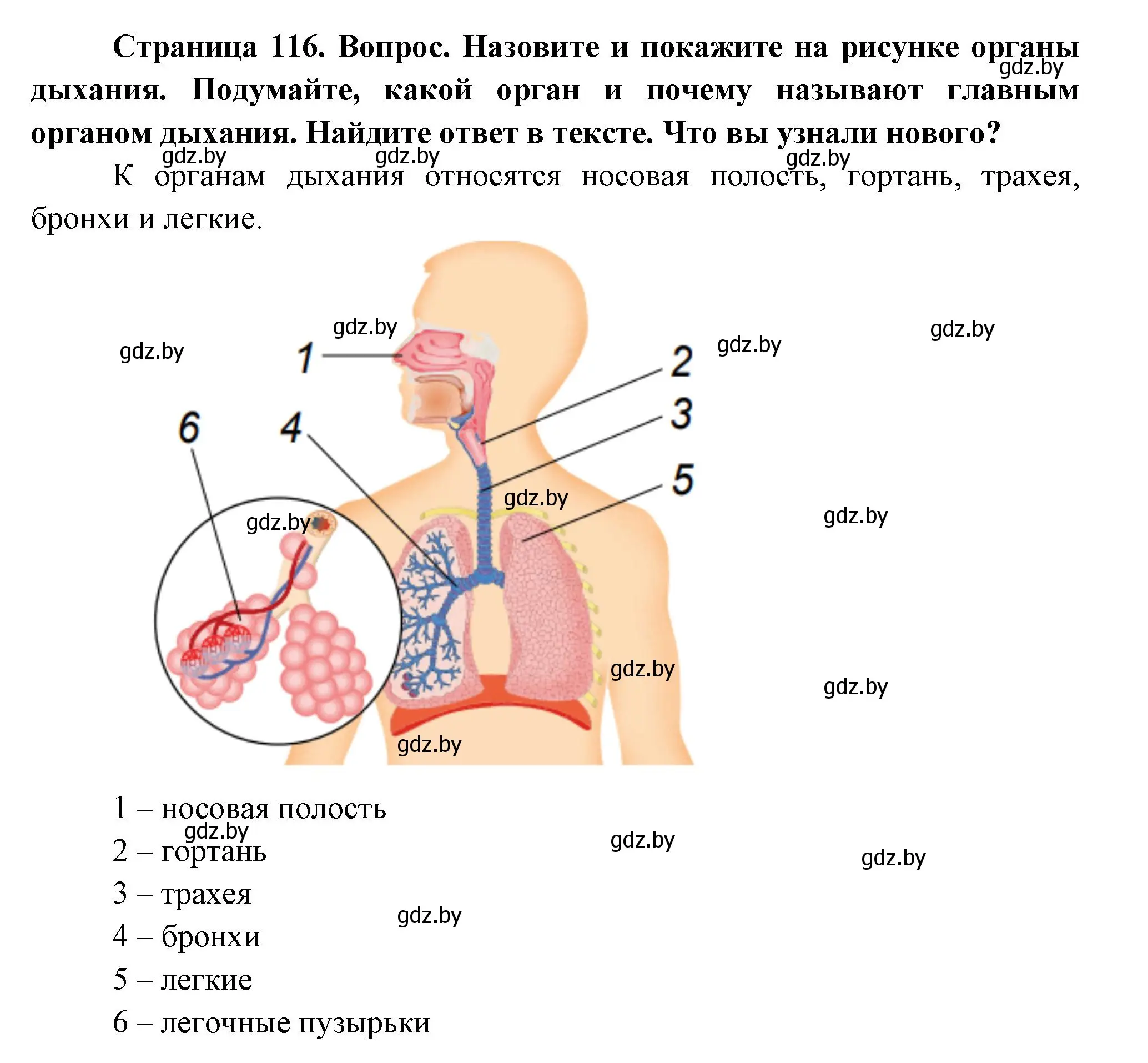 Решение  Назовите и покажите (страница 116) гдз по человек и миру 3 класс Трафимова, Трафимов, учебное пособие