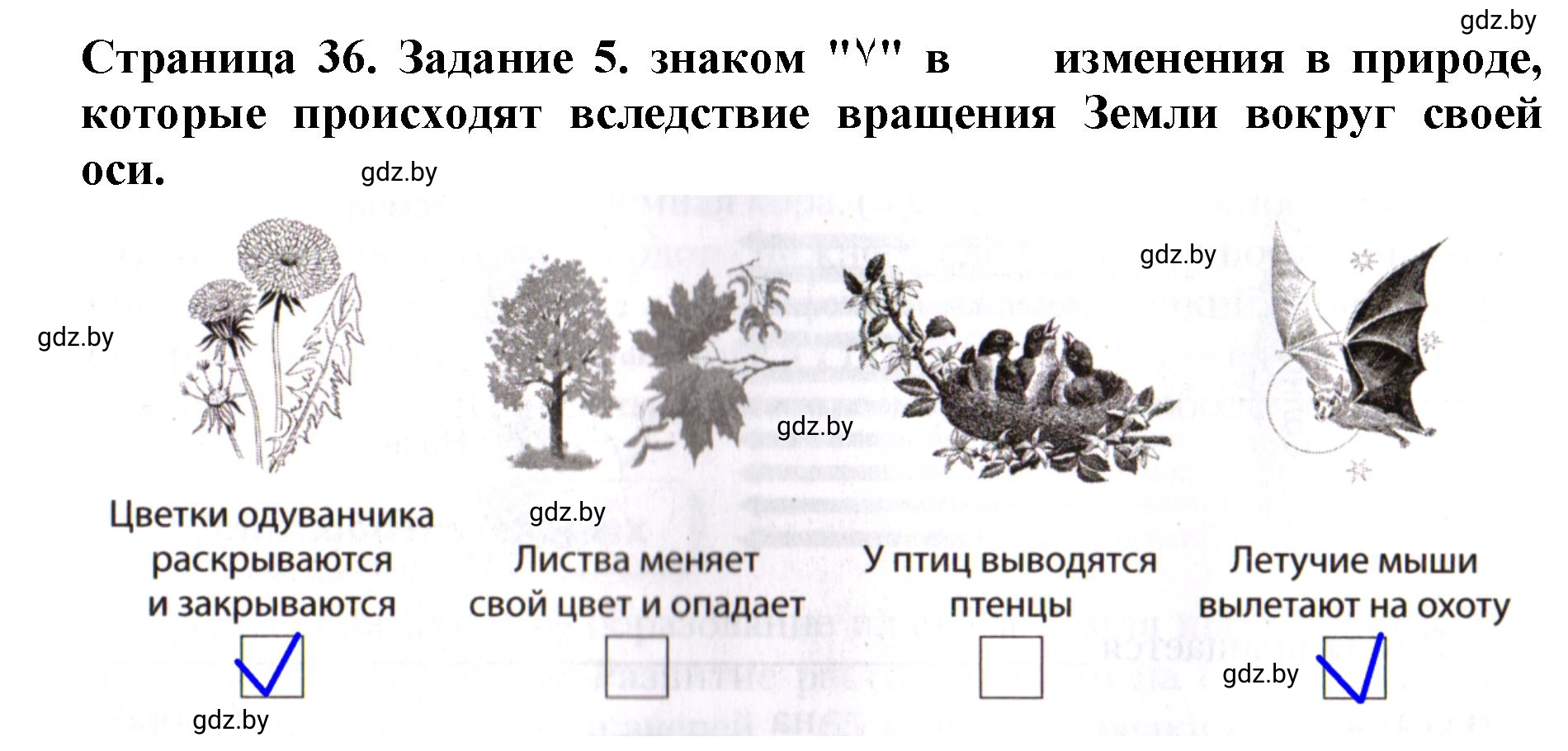 Решение номер 5 (страница 36) гдз по человек и миру 5 класс Лопух, Шкель, рабочая тетрадь