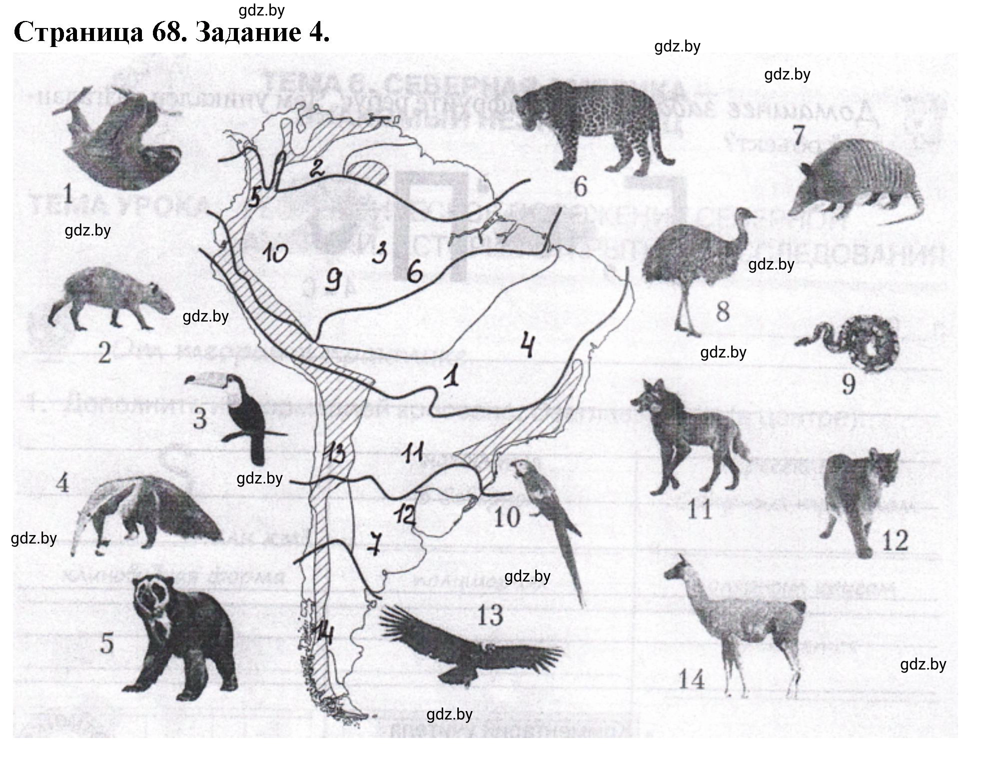 Решение номер 4 (страница 68) гдз по географии 7 класс Кольмакова, Сарычева, рабочая тетрадь