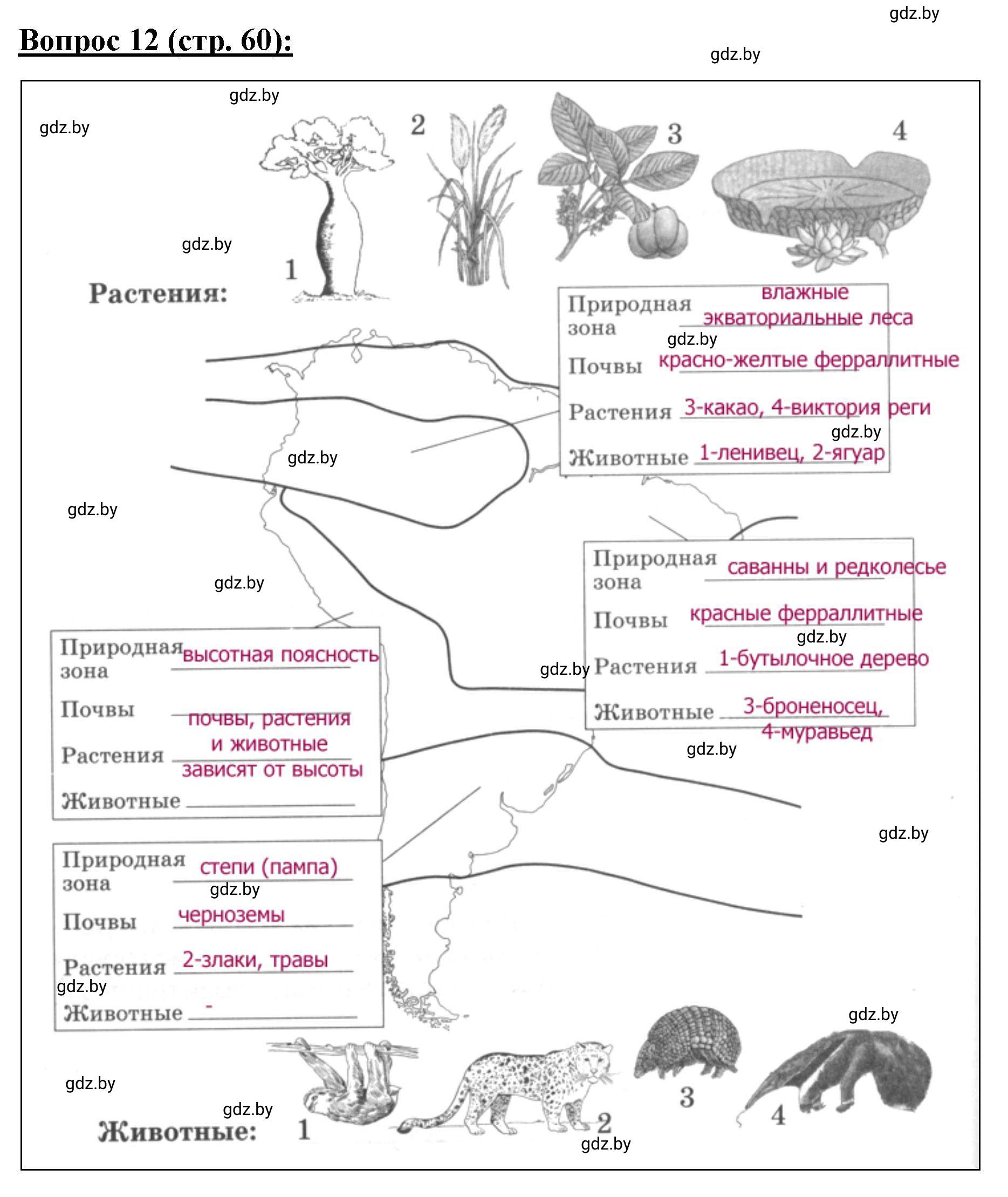 Решение номер 12 (страница 60) гдз по географии 7 класс Витченко, Станкевич, тетрадь для практических работ
