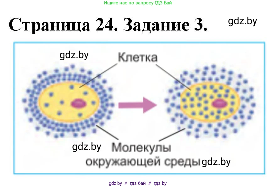 Биология, 6 класс рабочая тетрадь, авторы: Лисов Николай Дмитриевич, Борщевская Елена Валерьевна, издательство Аверсэв, Минск, 2021, жёлтого цвета, страница 24, номер 3, Решение