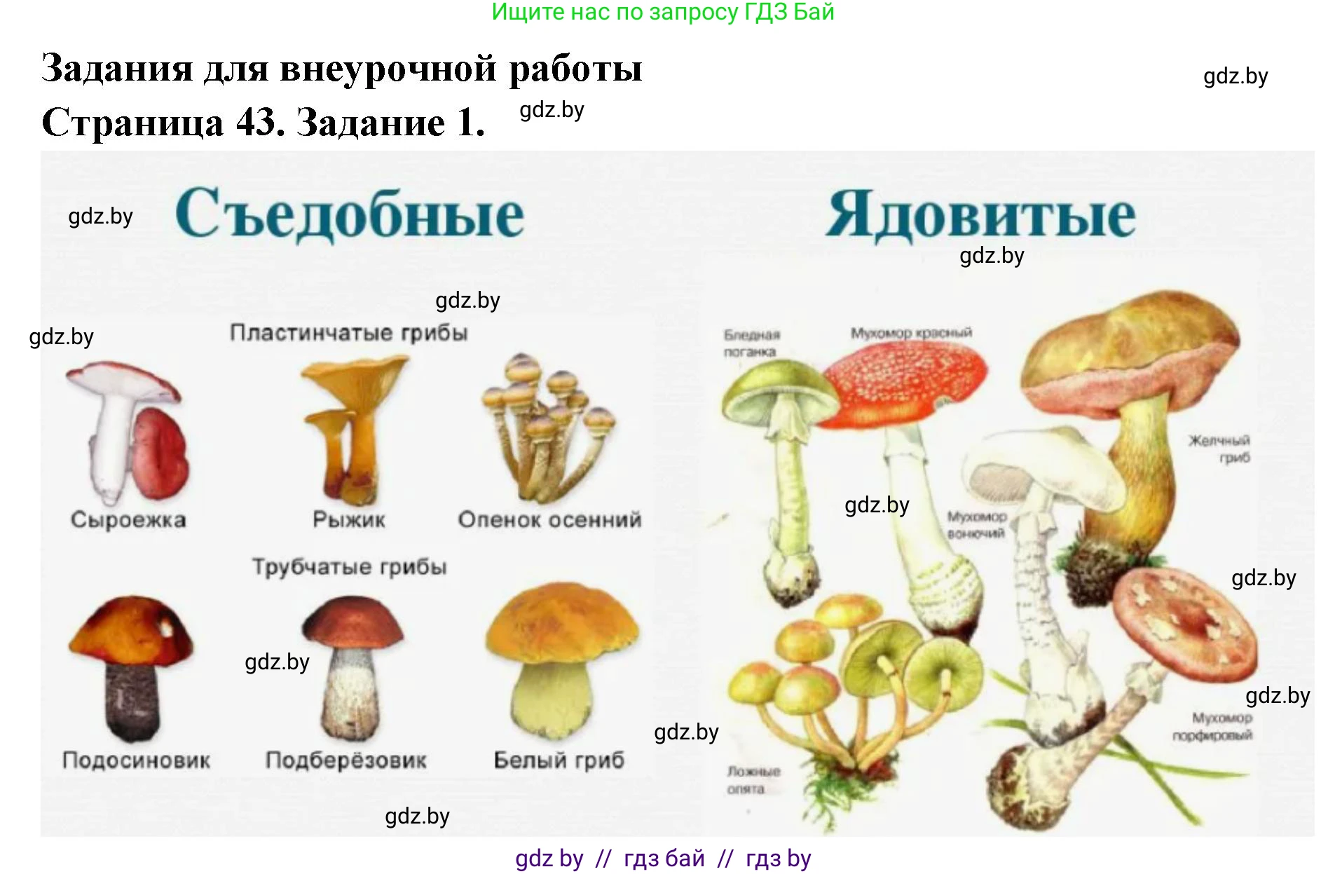 Биология, 6 класс рабочая тетрадь, авторы: Лисов Николай Дмитриевич, Борщевская Елена Валерьевна, издательство Аверсэв, Минск, 2021, жёлтого цвета, страница 43, номер 1, Решение