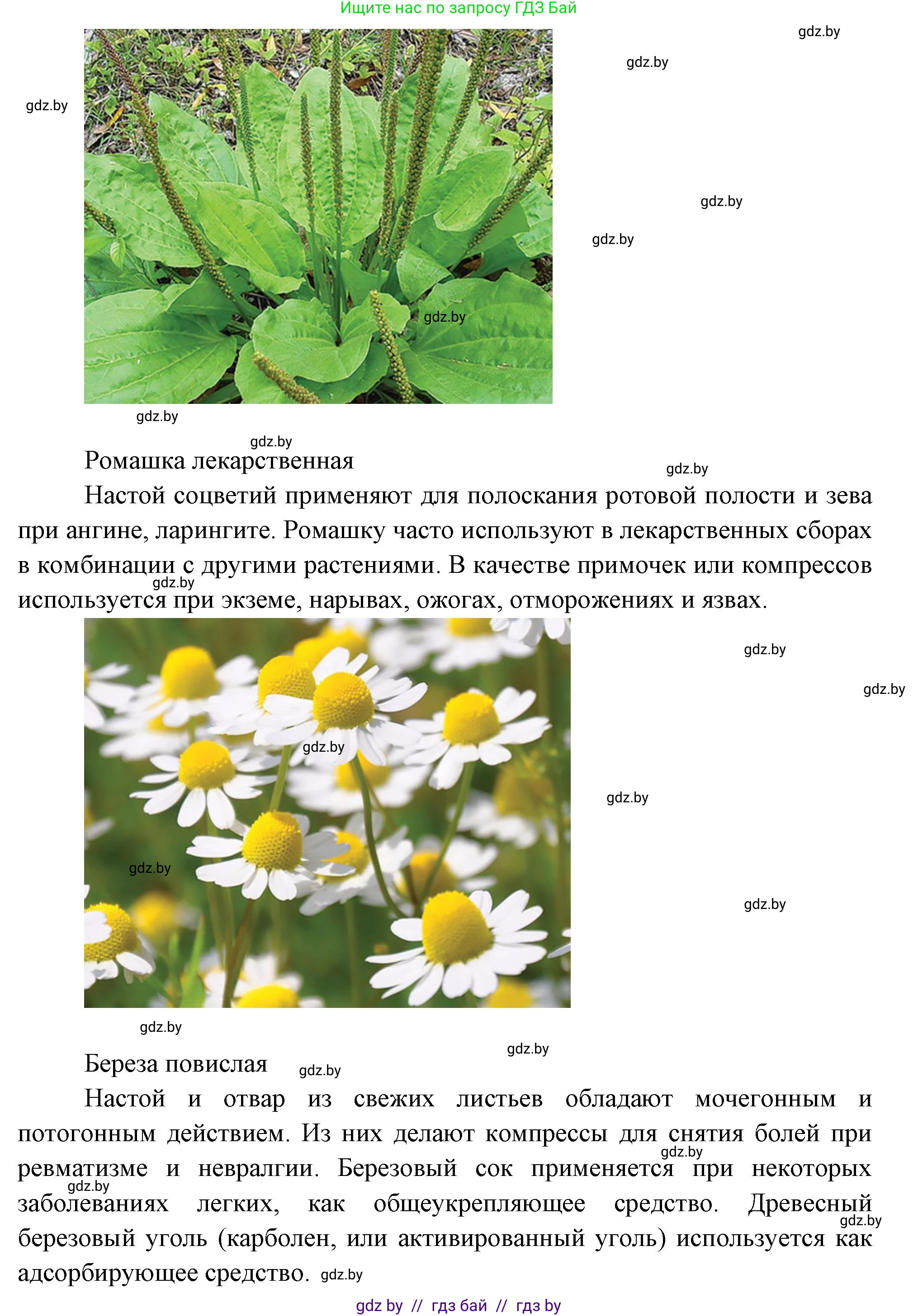 Биология, 6 класс рабочая тетрадь, авторы: Лисов Николай Дмитриевич, Борщевская Елена Валерьевна, издательство Аверсэв, Минск, 2021, жёлтого цвета, страница 55, номер 2, Решение (продолжение 2)