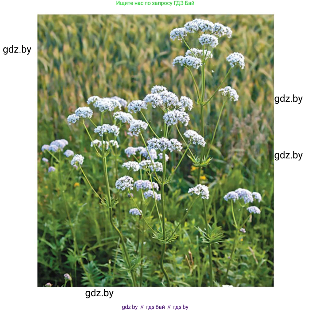 Биология, 6 класс рабочая тетрадь, авторы: Лисов Николай Дмитриевич, Борщевская Елена Валерьевна, издательство Аверсэв, Минск, 2021, жёлтого цвета, страница 55, номер 2, Решение (продолжение 4)
