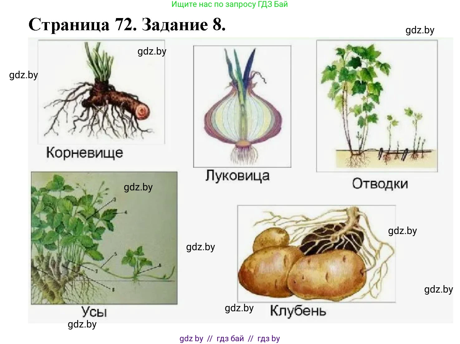 Биология, 6 класс рабочая тетрадь, авторы: Лисов Николай Дмитриевич, Борщевская Елена Валерьевна, издательство Аверсэв, Минск, 2021, жёлтого цвета, страница 72, номер 8, Решение