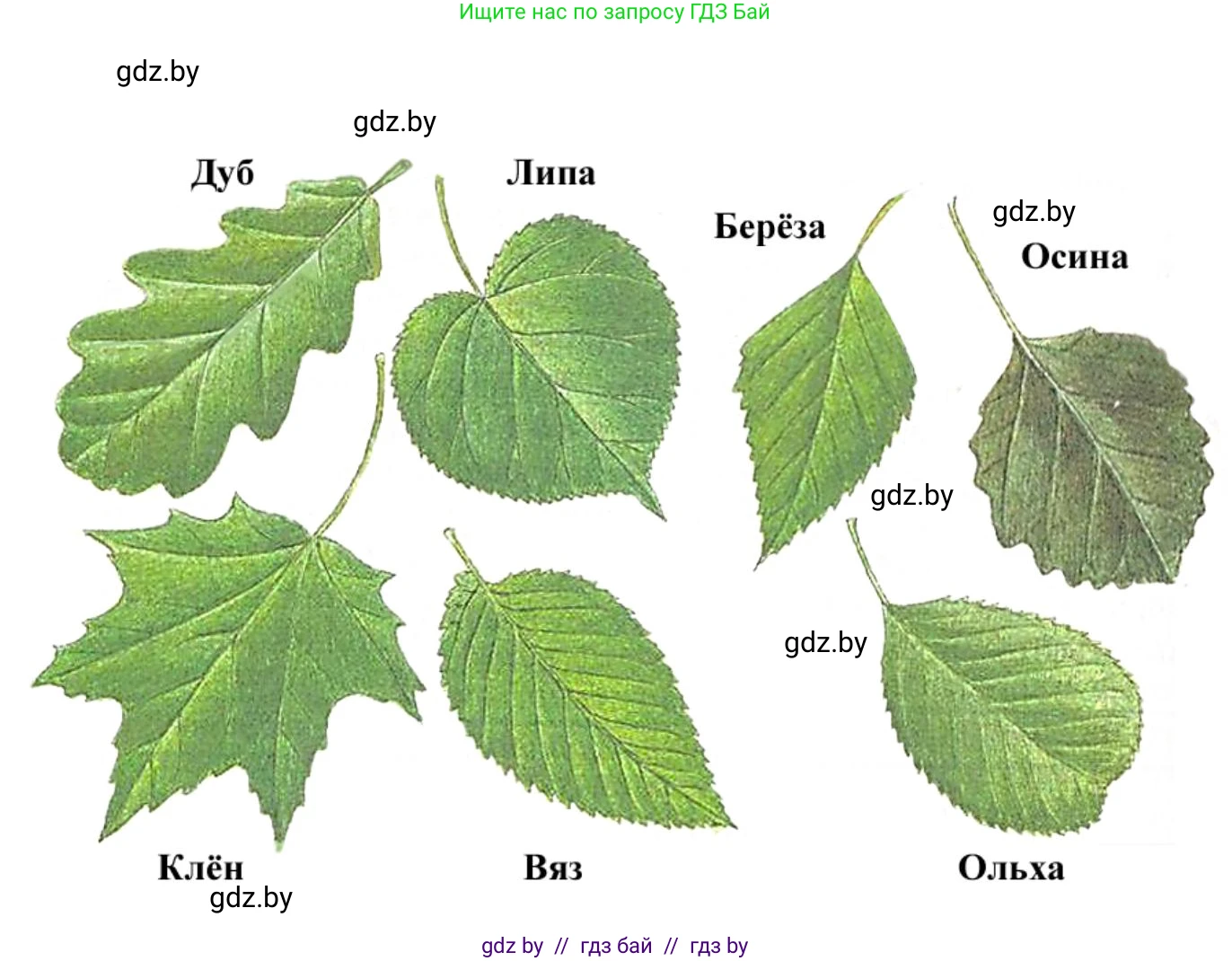 Биология, 6 класс рабочая тетрадь, авторы: Лисов Николай Дмитриевич, Борщевская Елена Валерьевна, издательство Аверсэв, Минск, 2021, жёлтого цвета, страница 96, номер 2, Решение